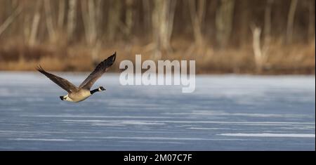 Kanadische Gans, die über ein auftauendes Feuchtgebiet im Norden von Wisconsin fliegt. Stockfoto