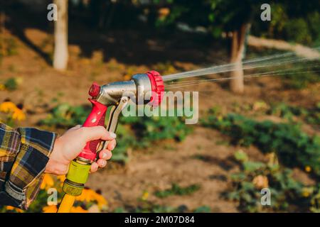 Sehen Sie, wie Frauen Pflanzen aus dem Schlauch bewässern, im Garten regnen. Gärtner mit Gießschlauch und Sprühwasser auf den Blumen Stockfoto