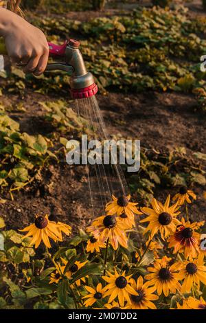 Sehen Sie, wie Frauen Pflanzen aus dem Schlauch bewässern, im Garten regnen. Gärtner mit Gießschlauch und Sprühwasser auf den Blumen Stockfoto