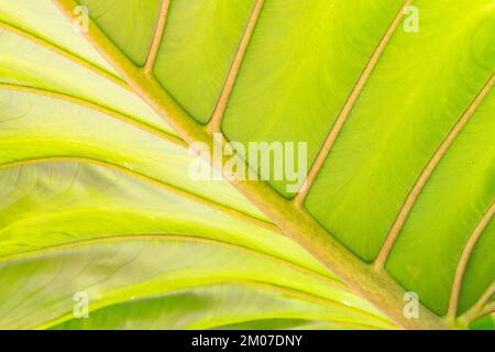 Details der Midrib und der Venen eines hellgrünen Blattes, das in einem Garten wächst. Stockfoto