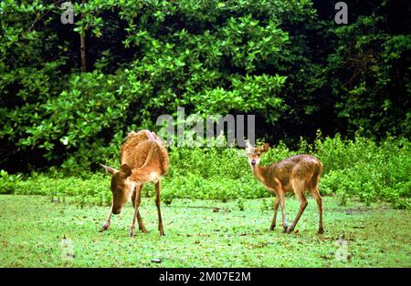 Gehäufte Hirsche (Javan rusa/Sunda sambar, Rusa timorensis), die auf einem Feld in der Nähe eines Pensionshauses auf Peucang Island, Ujung Kulon National Park, Pandeglang, Banten, Indonesien weiden. Stockfoto