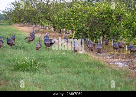 Eine Schar wilder Truthähne (Meleagris gallopavo) wandert durch einen Orangenhain im Showcase of Citrus in Clermont, Florida. (USA) Stockfoto