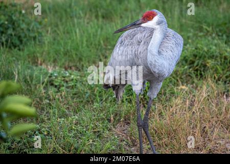 Sandhill Crane (Grus canadensis) in einem Orangenhain am Showcase of Citrus in Clermont, Florida, südwestlich von Orlando. (USA) Stockfoto