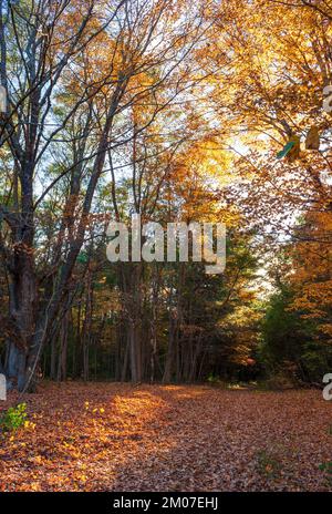 Pfad durch einen malerischen Wald. Buchen, Ahorn und Eichen in Herbstfarben. Die Sonne scheint durch das Baldachin. Peak Laub in Neuengland. Stockfoto