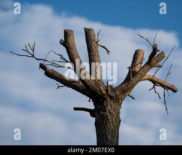 Bäume mit geschnittenen Ästen gegen einen bewölkten Himmel. Stockfoto