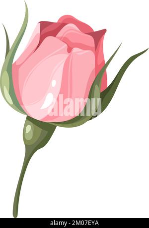 Rosa Blume. Zarter, romantischer Knospe. Botanisches Element Stock Vektor