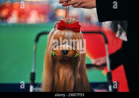 Nahaufnahme des Yorkshire-Terrier-Hundes für die Ausstellung vorbereitet Stockfoto
