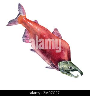 Einseitiger Lachs, coho-Aquarell-Darstellung isoliert auf weißem Hintergrund. Von Hand gezogener frischer Wildfisch. Designelement für Paket, Label, Menü, Stockfoto