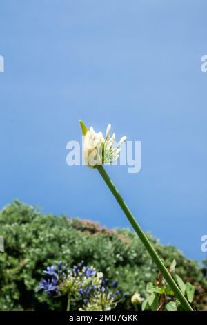 Tiefer Blickwinkel, Acapanthus-Blüte vor blauem Himmel. Stockfoto