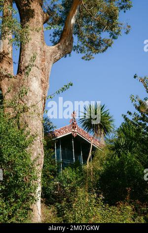 Hoher einheimischer Baum im Busch mit Maori, oder Versammlungshaus. Stockfoto