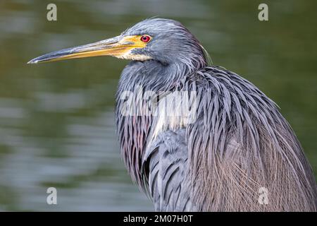 Tricolorierter Reiher (Egretta tricolor) im Bird Island Park in Ponte Vedra Beach, Florida. (USA) Stockfoto