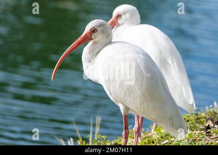 Weiße amerikanische Ibisen (Eudocimus albus) im Bird Island Park in Ponte Vedra Beach, Florida. (USA) Stockfoto