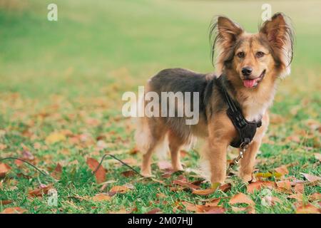 Gesunder mehrfarbiger Mischhund mit Gurtzeug im Freien. Mittelgroßes Haustier im Park. Grasgrün, Blätter orange, Herbsttag. Deutsche Schäfermischung. Stockfoto