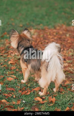 Flauschiger Schwanz eines mehrfarbigen Mischhundes mit Gurtzeug im Freien. Mittelgroßes Haustier im Park. Grasgrün, Blätter orange, Herbsttag. Deutsche Schäfermischung. Stockfoto