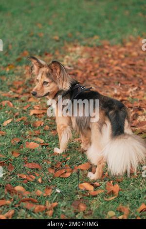 Mehrfarbige Mischtiere mit Gurtzeug im Freien, von hinten. Mittelgroßes Haustier im Park. Grasgrün, Blätter orange, Herbsttag. Deutsche Schäfermischung. Stockfoto