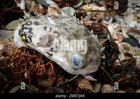 Toter Kugelfisch wurde am Strand mit anderen Trümmern angespült. Stockfoto