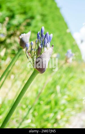 Agapanthus-Blüte in der Eröffnungsknospe Stockfoto