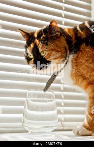 Die dreifarbige Katze trinkt Wasser aus einem transparenten Glasbecher auf einem Hintergrund mit weißen Rollen. Ein Haustier mit Lederkragen in den Sonnenstrahlen taut Durst auf. Nahaufnahme Stockfoto