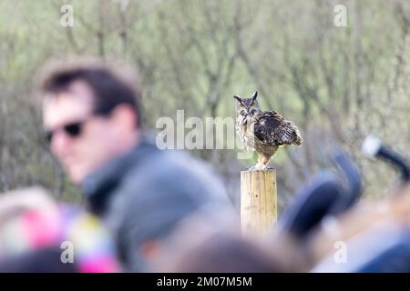 Eurasian Eagle Owl [ Bubo Bubo ] auf Zaunpfahl während einer öffentlichen Präsentation mit unscharfem Publikum im Vordergrund. British Bird of Prey Centre im Norden Stockfoto