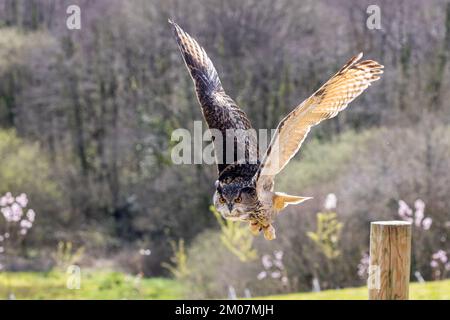Eurasian Eagle Owl [ Bubo Bubo ] Flug vom Zaun während einer öffentlichen Ausstellung im British Bird of Prey Centre im National Botanic gar Stockfoto