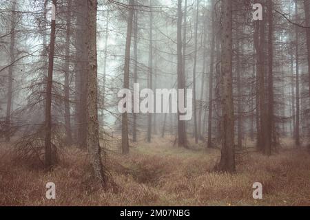 Herbstnebel im Wald, magischer Wald, Foggy-Wald Stockfoto