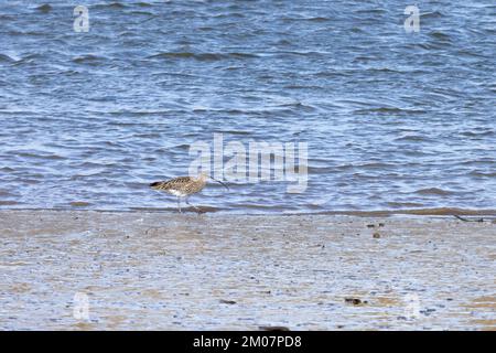 Curlew [ Numenius arquata ] Fütterung am Wasserrand auf schlammigem Ästuar, Wales, Vereinigtes Königreich Stockfoto