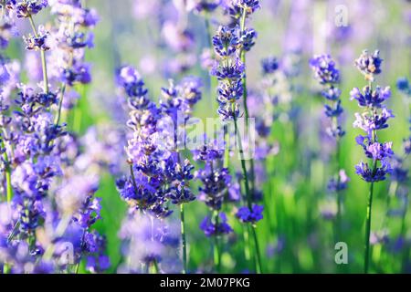 Lavandula (geläufiger Name Lavendel) ist eine Gattung von 47 bekannten Blütenpflanzen aus der Familie der Minze, Lamiaceae Stockfoto