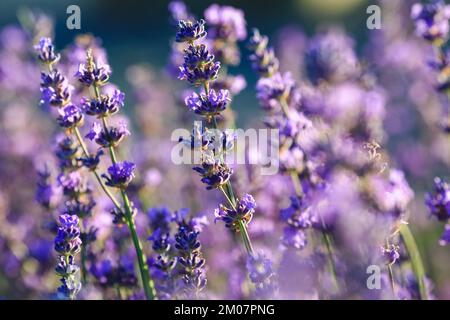 Lavandula (geläufiger Name Lavendel) ist eine Gattung von 47 bekannten Blütenpflanzen aus der Familie der Minze, Lamiaceae Stockfoto