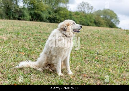 Pyrenäischer Berghund, Schäferhund zum Schutz von Viehbeständen. Doubs France. Stockfoto