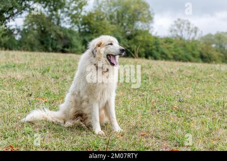 Pyrenäischer Berghund, Schäferhund zum Schutz von Viehbeständen. Doubs France. Stockfoto