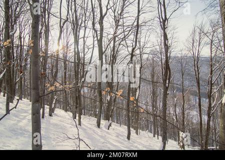 Berghang mit dicht gepflanzten Bäumen Landschaftsfoto Stockfoto