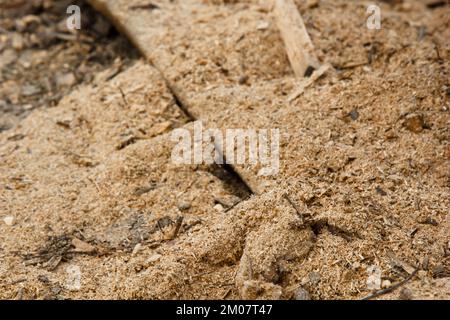 Sägewerksscheiben in einer Holzbearbeitungsmaschine in einer Fabrik oder einem Sägewerk. Mechanismus. Eine Menge Sägemehl Stockfoto