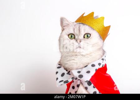 Charmante weiße Katze in goldener Krone und rotem Gewand, auf weißem Hintergrund Stockfoto