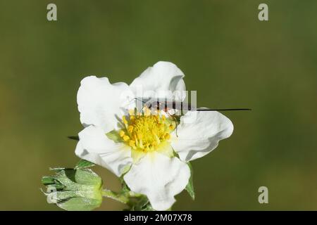 Weibliche parasitäre Wespe der Unterfamilie Banchinae. Familie Ichneumon-Wespen, Ichneumonidae. Mit einem langen Ovipositor. Erdbeerblüte (Fragaria) Stockfoto