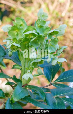 Helleborus argutifolius, Helleborus lividus subsp. Corsicus, Helleborus corsicus, Holly-Leaf-Hellebun, immergrüne, ganzjährige Schüssel, blassgrün Stockfoto