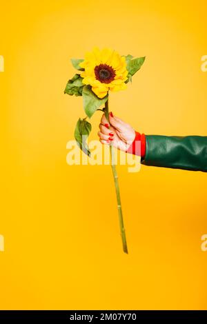 Hände einer älteren Frau mit einer Sonnenblume auf gelbem Hintergrund Stockfoto