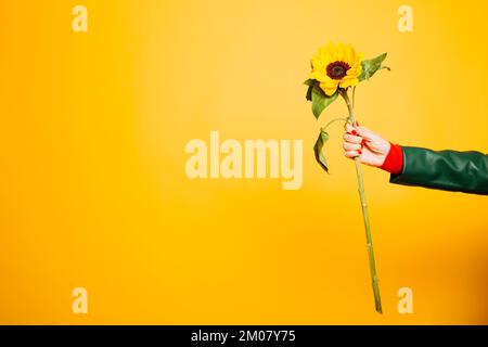 Hände einer älteren Frau mit einer Sonnenblume auf gelbem Hintergrund Stockfoto