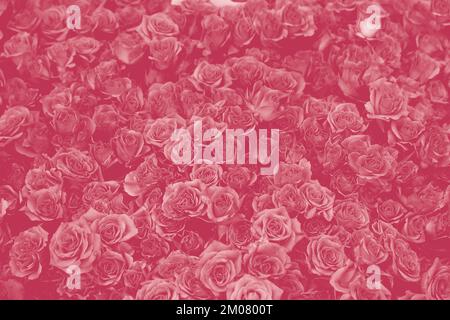 Hintergrund wunderschöner blühender Magenta-Rosen. Farbe Des Jahres 2023 - Viva Magenta. Stockfoto