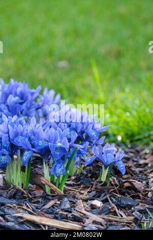 iris histrioides Lady Beatrix Stanley, Iris Lady Beatrix Stanley, Zwergiris, Blumen violett-blau mit schwer gefleckten Wasserfällen, markiert mit weiß, gelb Stockfoto