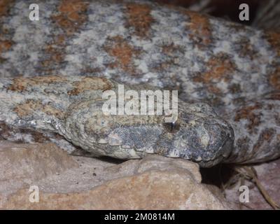 Closeupo auf der nordafrikanischen Giftnase, Lebetine oder Levantviper, Macrovipera lebetina, zusammengerollt im Lausanne Zoo, Schweiz Stockfoto