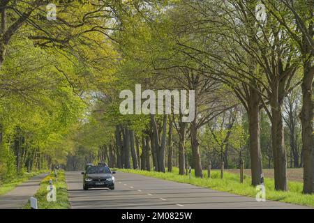 Baumallee im Frühling, Celler Straße zwischen Uelzen und Holdenstedt, Niedersachsen, Deutschland Stockfoto