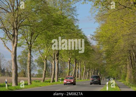 Baumallee im Frühling, Celler Straße zwischen Uelzen und Holdenstedt, Niedersachsen, Deutschland Stockfoto