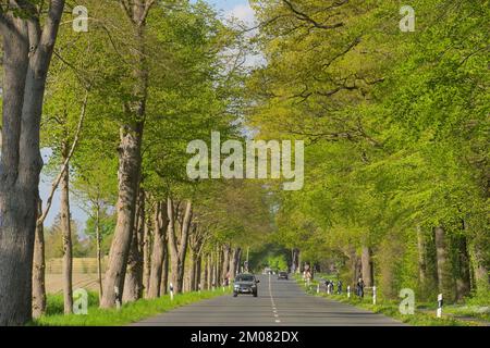 Baumallee im Frühling, Celler Straße zwischen Uelzen und Holdenstedt, Niedersachsen, Deutschland Stockfoto