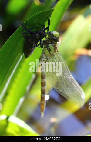 Die Libellen (Odonata) bilden eine Ordnung innerhalb der Insektenklasse (Insecta) Stockfoto