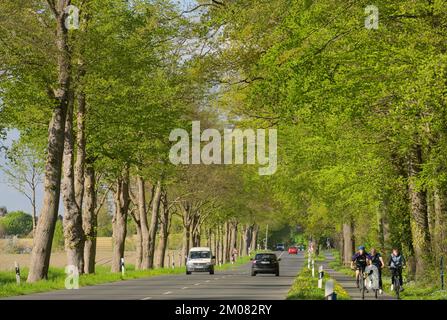 Baumallee im Frühling, Celler Straße zwischen Uelzen und Holdenstedt, Niedersachsen, Deutschland Stockfoto