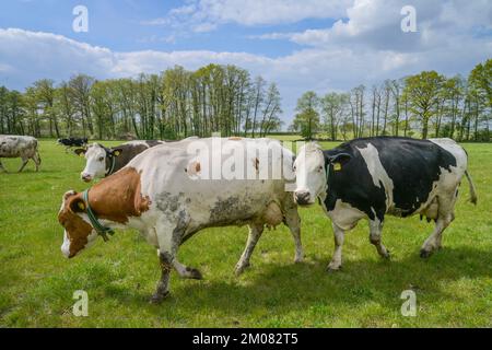 Schwarzbunte Milchkühe auf der Weide, Niedersachsen, Deutschland Stockfoto