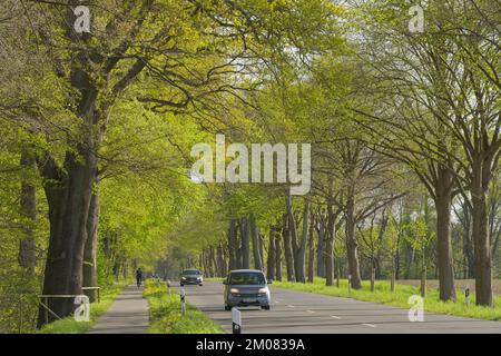 Baumallee im Frühling, Celler Straße zwischen Uelzen und Holdenstedt, Niedersachsen, Deutschland Stockfoto