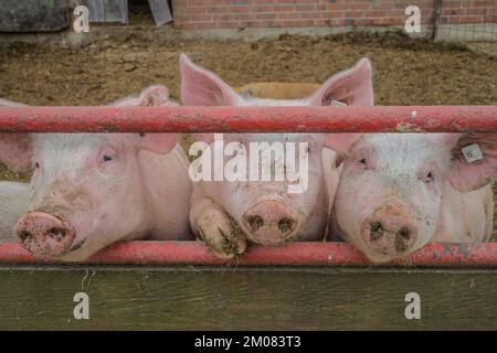 Hausschweine, Stall, Niedersachsen, Deutschland Stockfoto