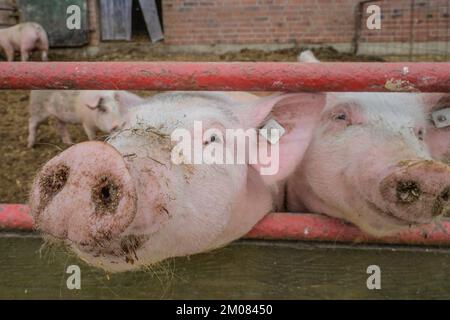 Hausschweine, Stall, Niedersachsen, Deutschland Stockfoto