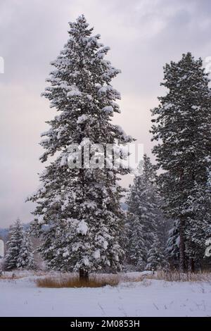 Eine schneebedeckte Rocky Mountain Douglas Tanne, Pseudotsuga menziesii var. Glauca, allein auf einem Feld, in Troja, Montana. Stockfoto